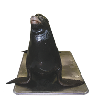Marine Animal Scale photo